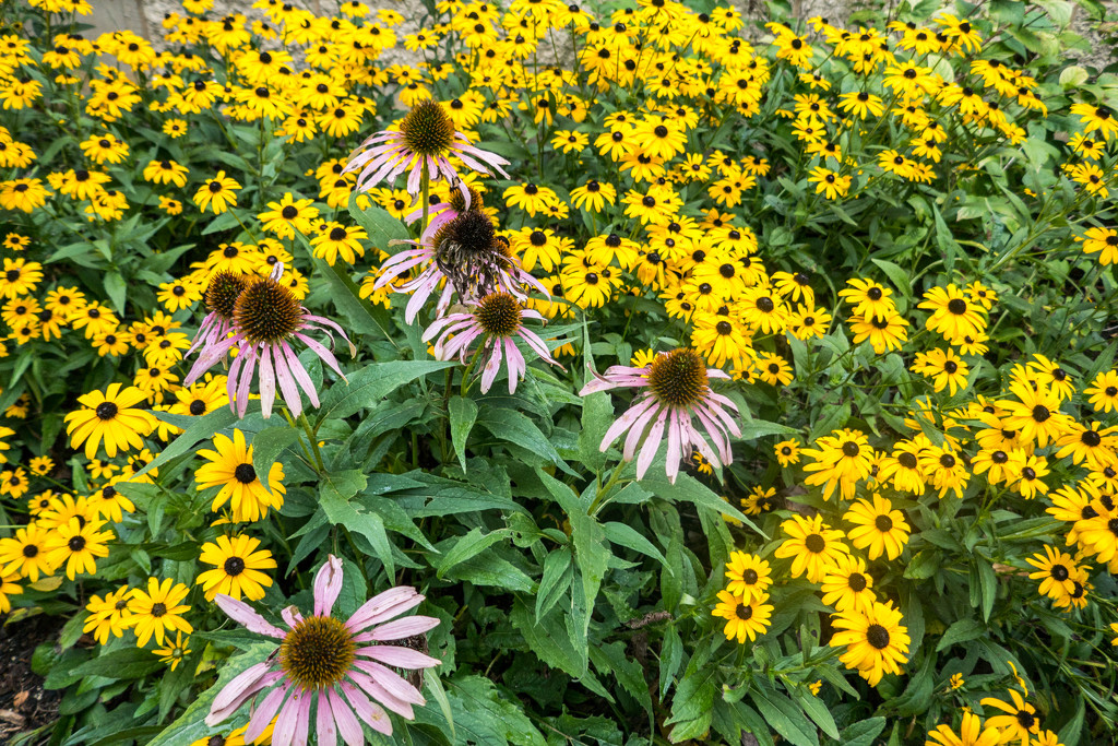 Pale Purple Coneflower and Black-eyed Susans by rminer