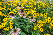 17th Aug 2017 - Pale Purple Coneflower and Black-eyed Susans