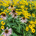 Pale Purple Coneflower and Black-eyed Susans by rminer
