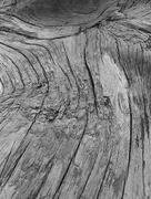 5th Aug 2017 - Driftwood Close-up, Rialto Beach, WA