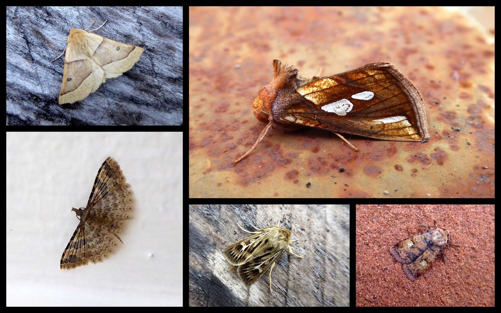 Mid august moths 2 by steveandkerry