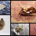 Mid august moths 2 by steveandkerry