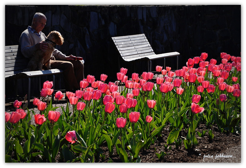 Tulips and The Man and his Dog... by julzmaioro