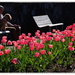 Tulips and The Man and his Dog... by julzmaioro
