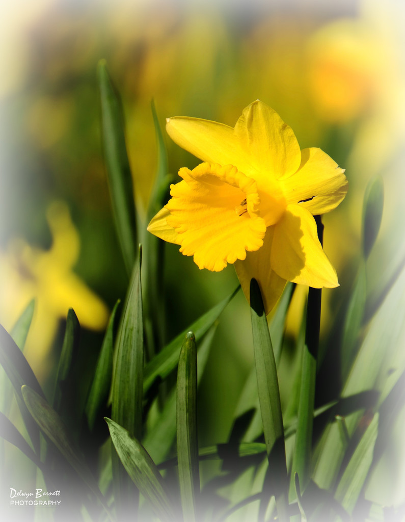 Daffodil by dkbarnett