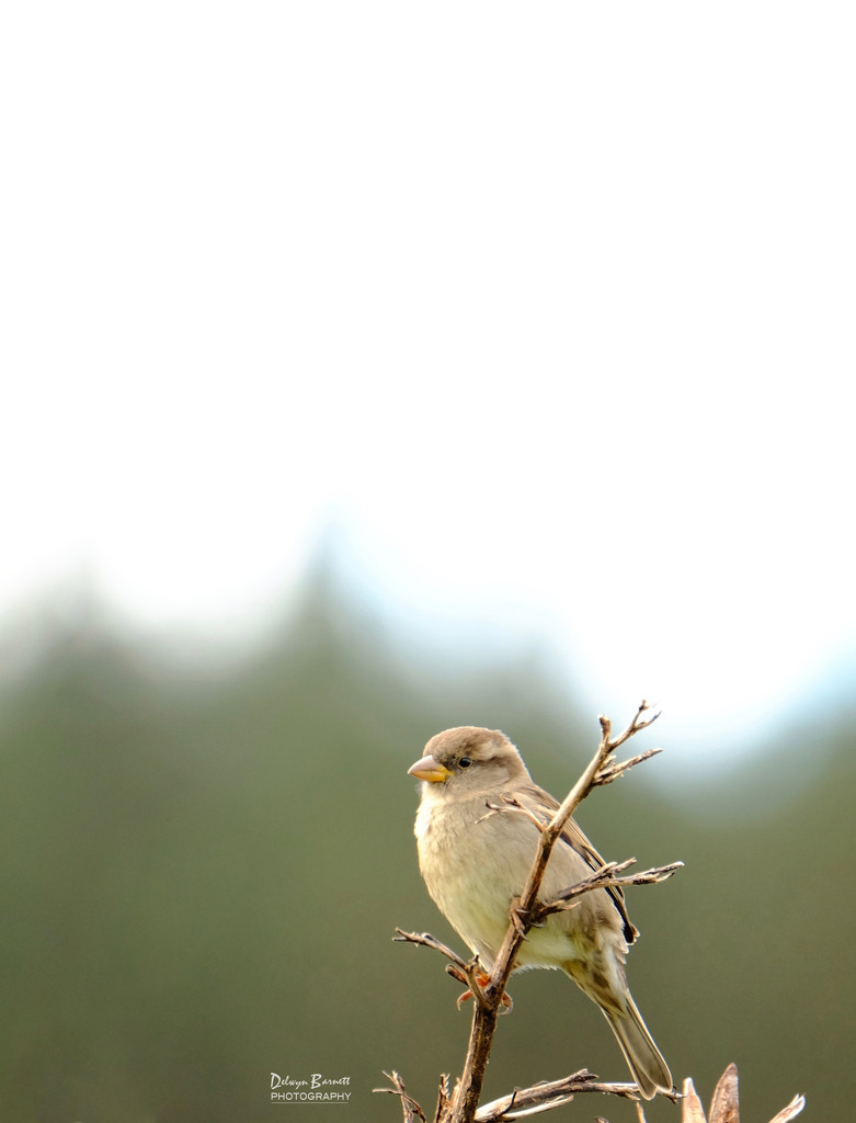 Little sparrow by dkbarnett