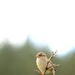 Little sparrow by dkbarnett