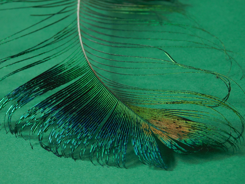 Peacock feather by 365anne