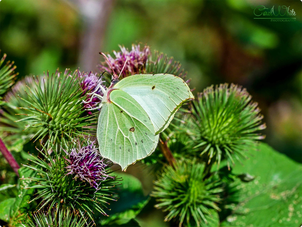 Brimstone Butterfly by carolmw