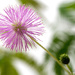 Mimosa Pudica in bloom by atchoo