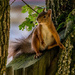 Red Squirrel by gosia