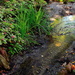 Garden stream by congaree