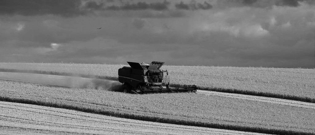 Wheat Harvest by phil_sandford