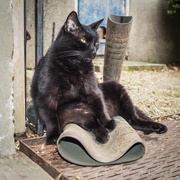 19th Aug 2017 - Cat sat on the wellie
