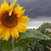 Sunflower under the storm clouds by busylady