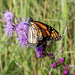 Butterfly on Purple Puffs Closeup by rminer