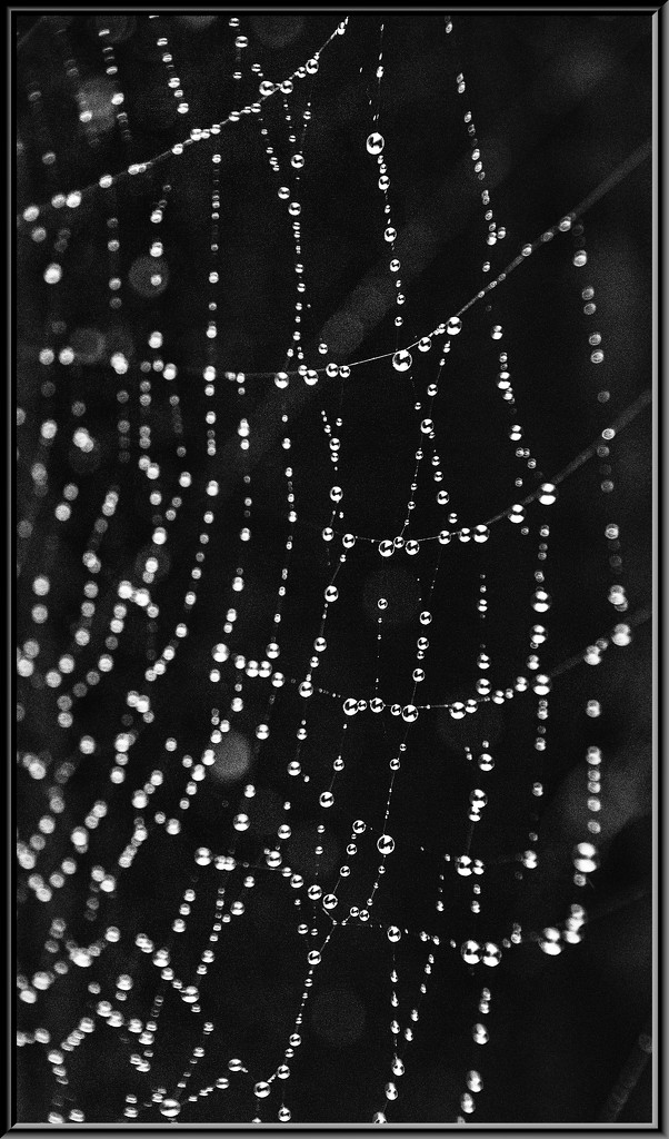 Cobweb by megpicatilly