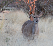 21st Aug 2017 - Kudu