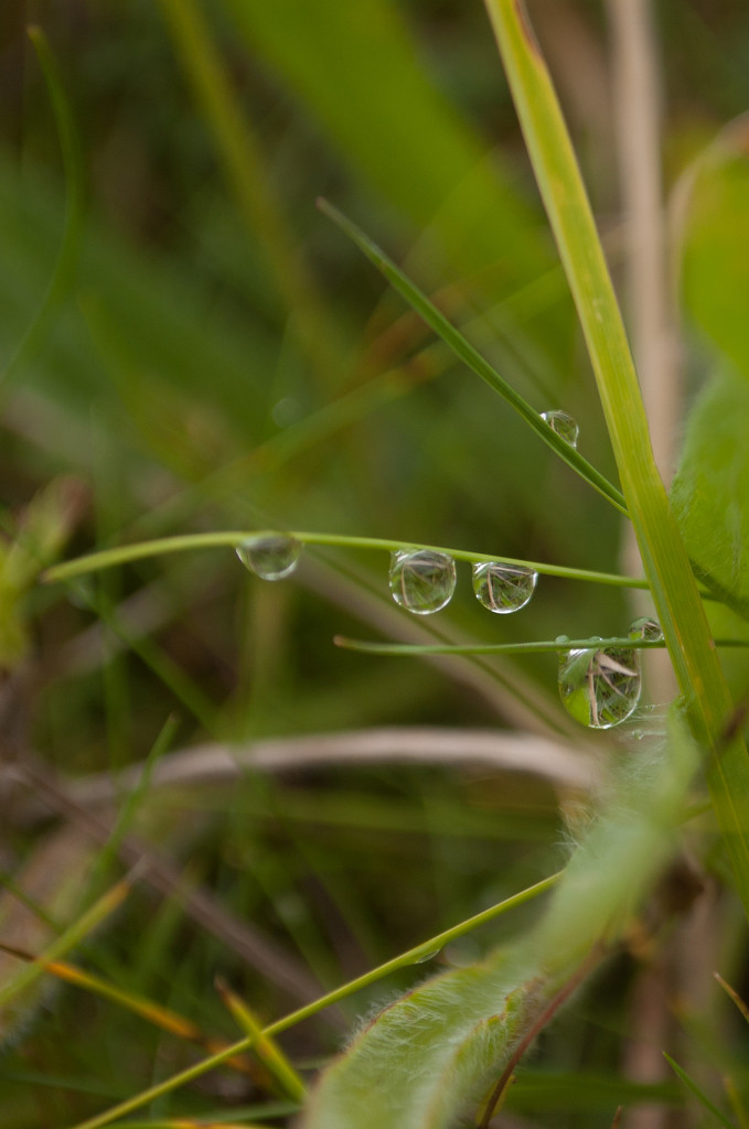 Raindrops by fbailey
