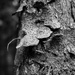 Bokeh and Bark by vignouse