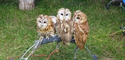 22nd Aug 2017 - Three little owls -- see no evil , hear no evil , talk no evil . 
