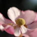 Japanese Anemone by daffodill