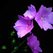 Purple Blooms  by joysfocus