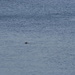 Sea Lion by stephomy