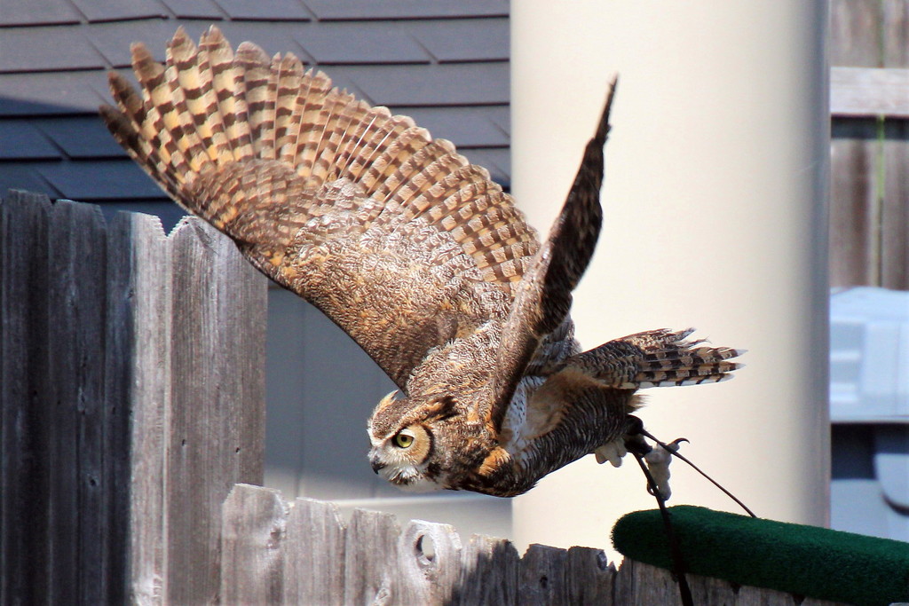 Owl Take Off by randy23