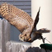 Owl Take Off by randy23