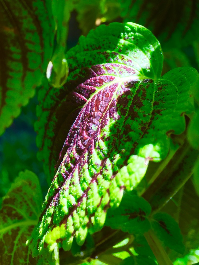 The Coleus after a shower by louannwarren