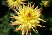 22nd Aug 2017 - a dahlia to remember my dad