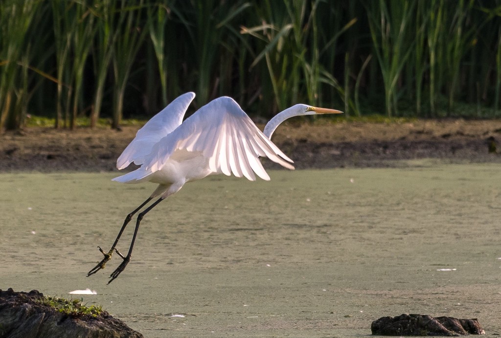Egret take off by dridsdale