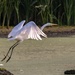 Egret take off by dridsdale