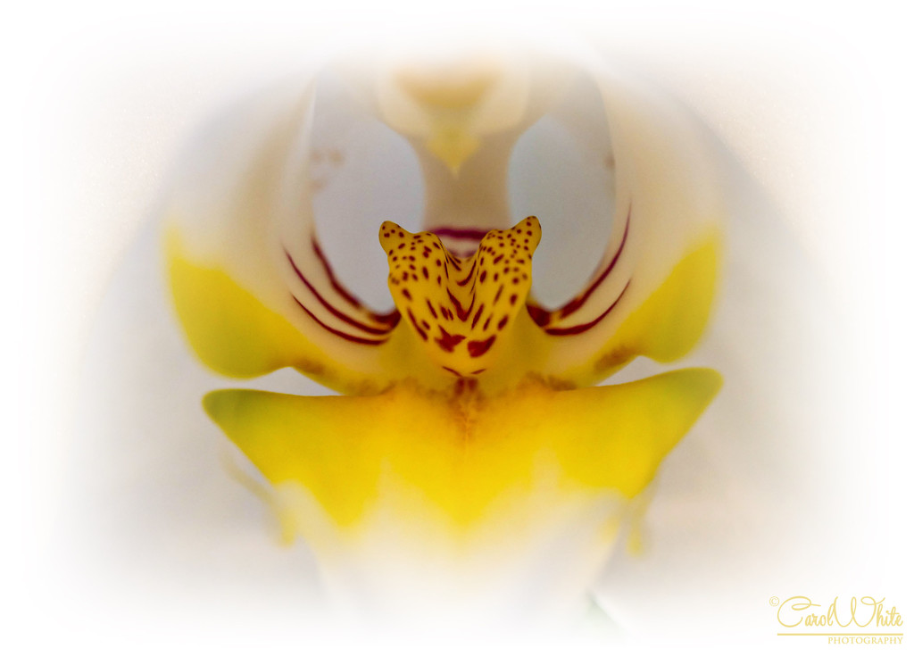 Orchid by carolmw