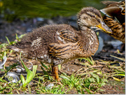 22nd Aug 2017 - Duckling