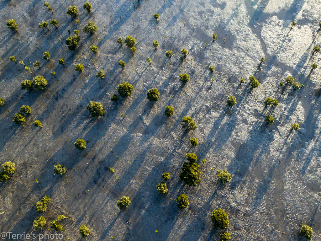 Afternoon mangroves by teodw