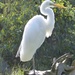  Egret  by judithdeacon