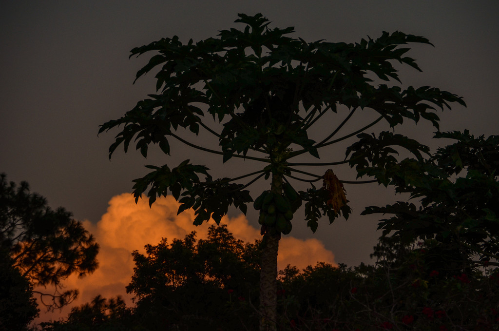 Papaya tree sunset by danette