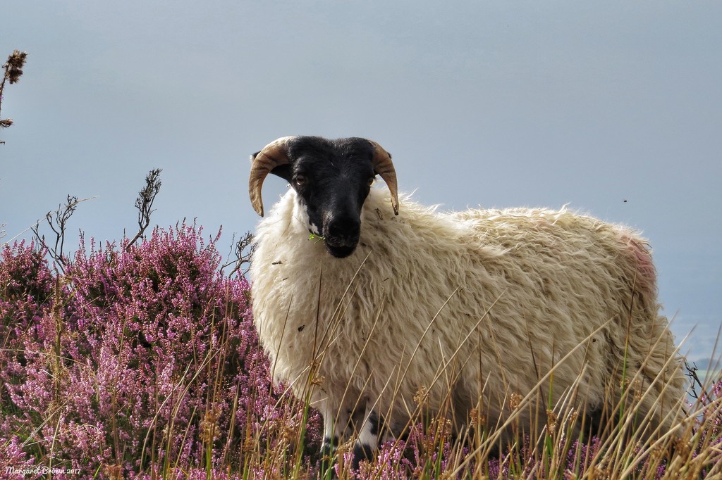 Lamb by craftymeg