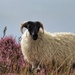 Lamb by craftymeg