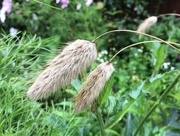 21st Aug 2017 - Ornamental grass