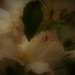 Dreamy blooms....... by ziggy77