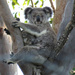 growing fast by koalagardens