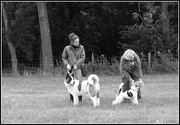23rd Aug 2017 - At the dog show -- the Akita and the Fox terrier 