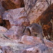 Excitement - a rock wallaby :) by gilbertwood