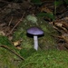 Day 234: Cortinarius iodes by jeanniec57