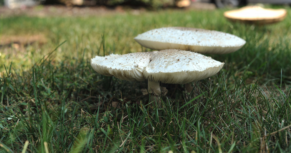 Big White Fungi by loweygrace