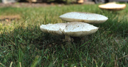 22nd Aug 2017 - Big White Fungi