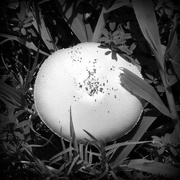 22nd Aug 2017 - Black and white mushroom